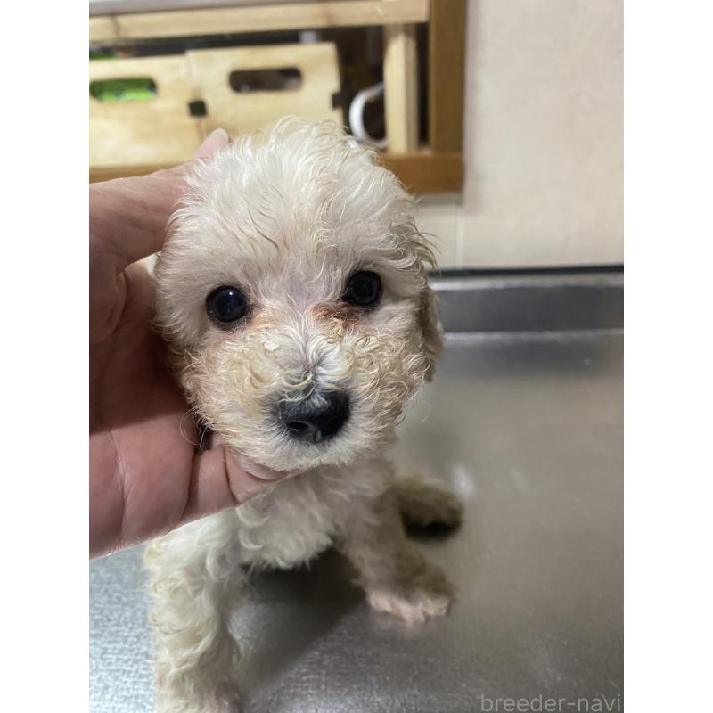 販売中の愛知県のタイニープードル-418685の9枚目