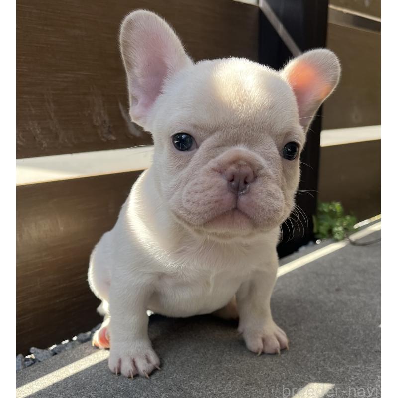 成約済の香川県のフレンチブルドッグ-414798の9枚目