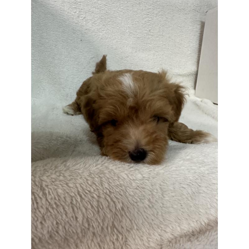 販売中の福岡県のマルプー:マルチーズ×トイプードル-414865の3枚目