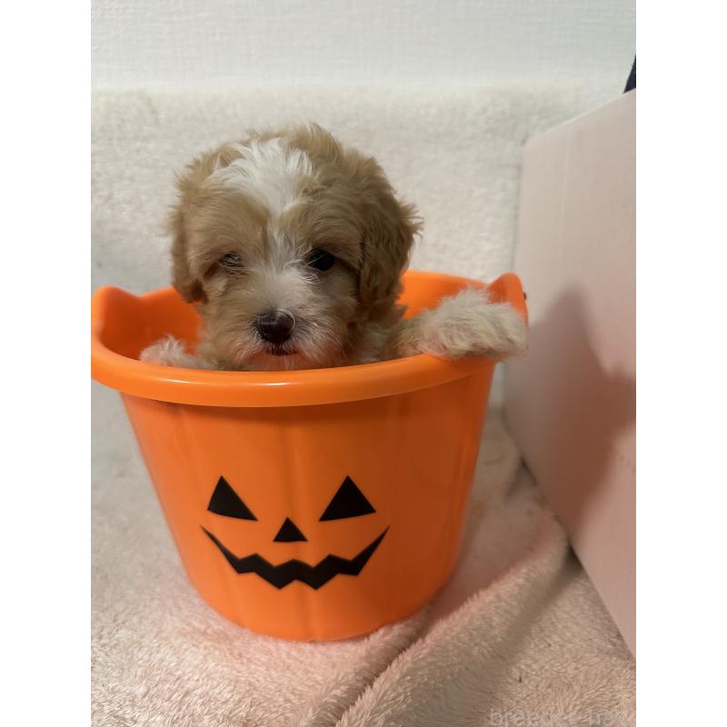 販売中の福岡県のマルプー:マルチーズ×トイプードル-414866の3枚目