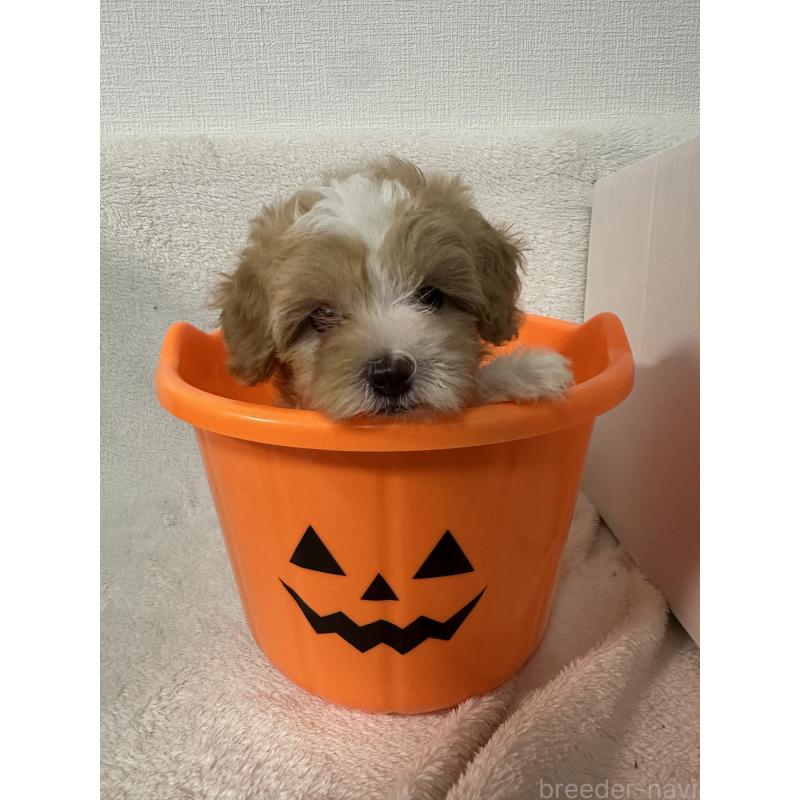 販売中の福岡県のマルプー:マルチーズ×トイプードル-414866の2枚目