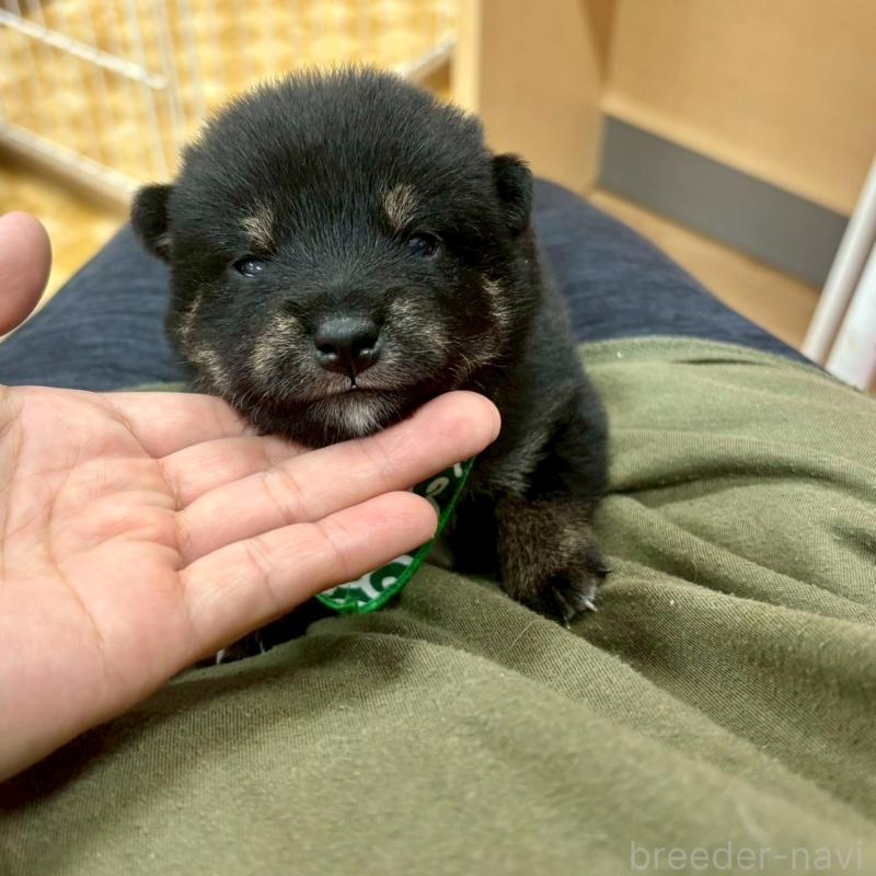 販売中の愛知県の豆柴-416153の12枚目