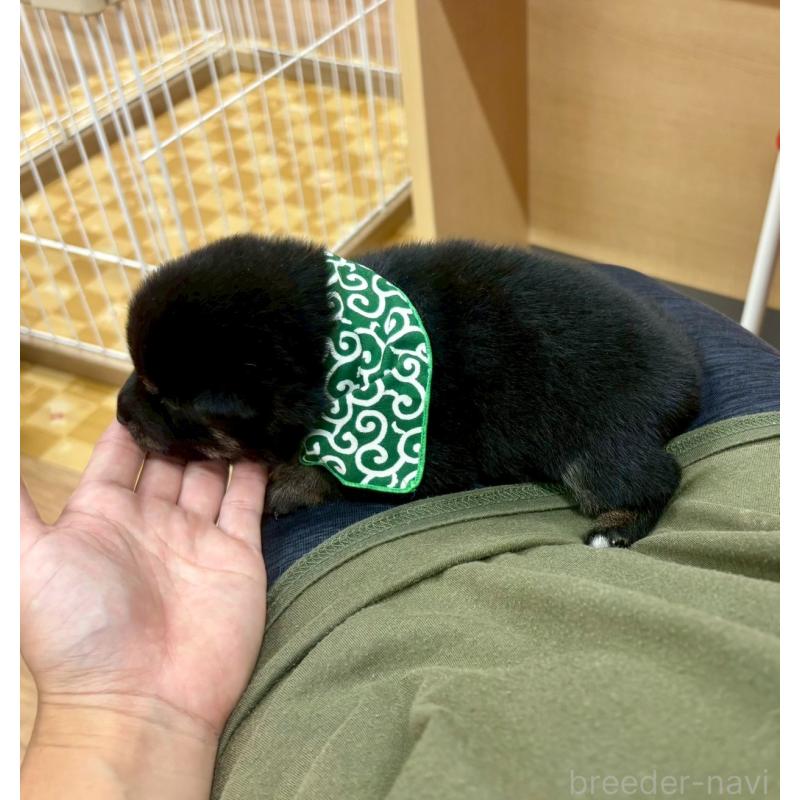 販売中の愛知県の豆柴-416153の11枚目