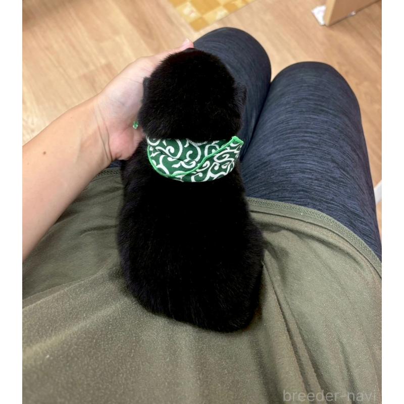 販売中の愛知県の豆柴-416153の10枚目