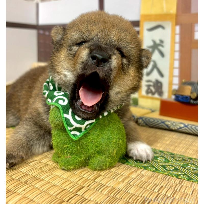 販売中の愛知県の豆柴-416154の15枚目