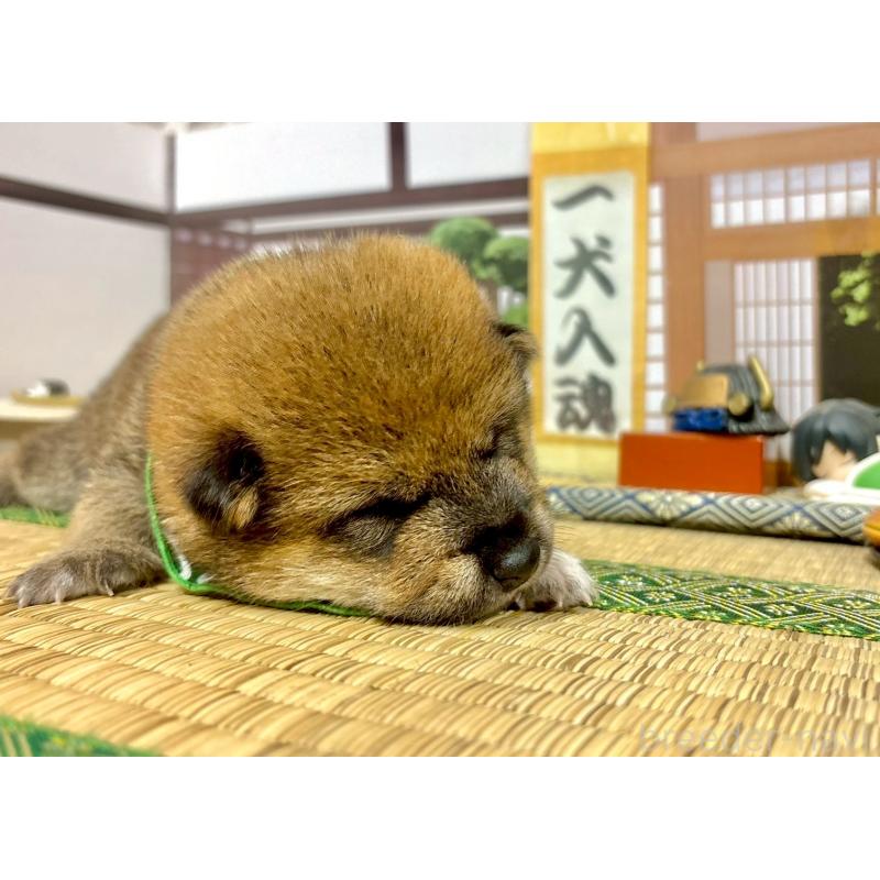 販売中の愛知県の豆柴-416154の14枚目