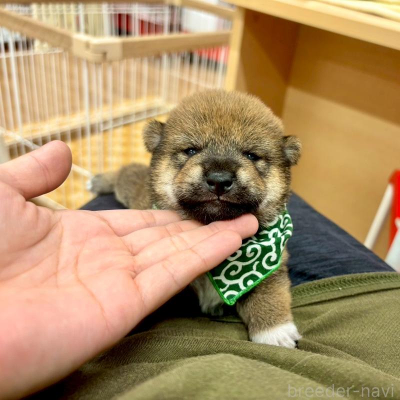 販売中の愛知県の豆柴-416154の13枚目