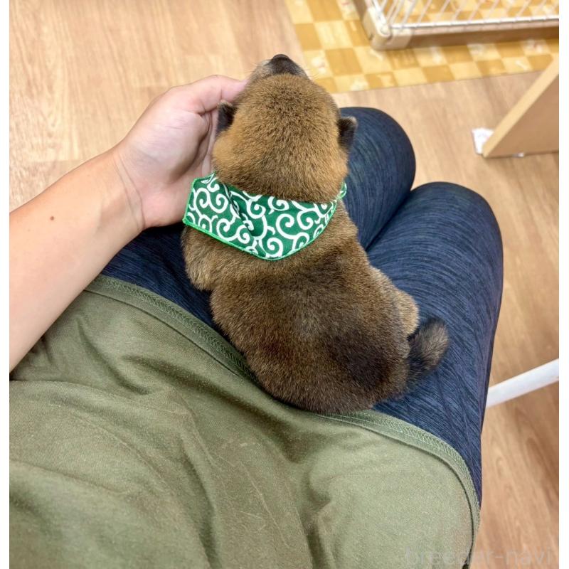 販売中の愛知県の豆柴-416154の12枚目