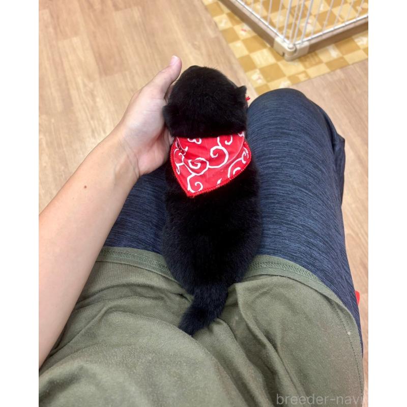 販売中の愛知県の豆柴-416155の10枚目