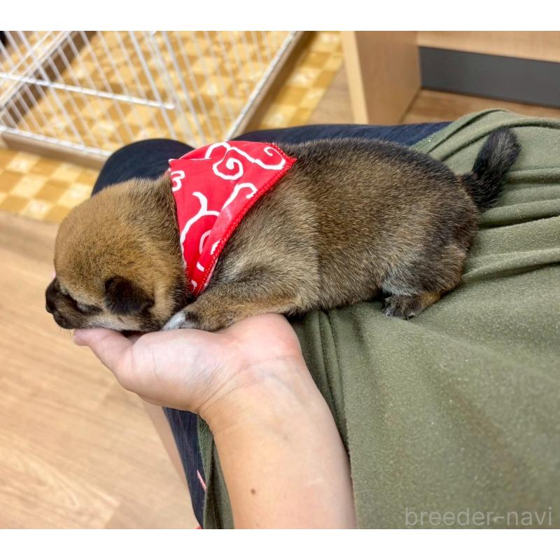 商談中の愛知県の豆柴-416156の13枚目