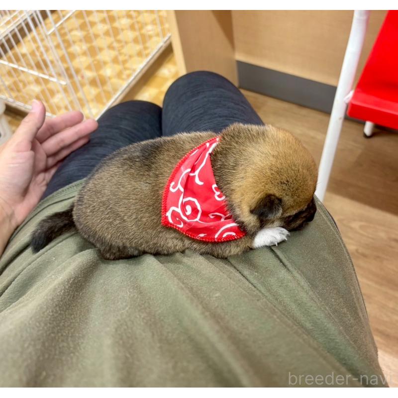 商談中の愛知県の豆柴-416156の12枚目