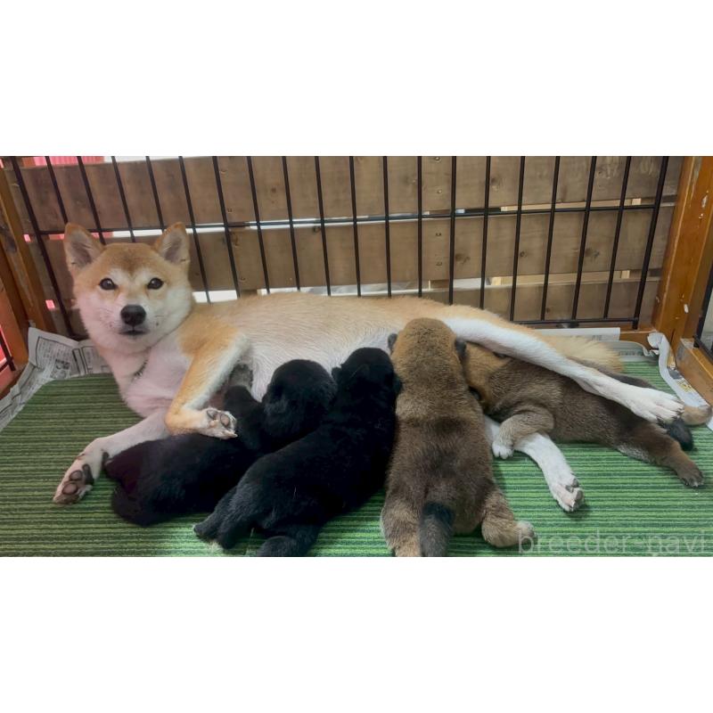 商談中の愛知県の豆柴-416156の10枚目