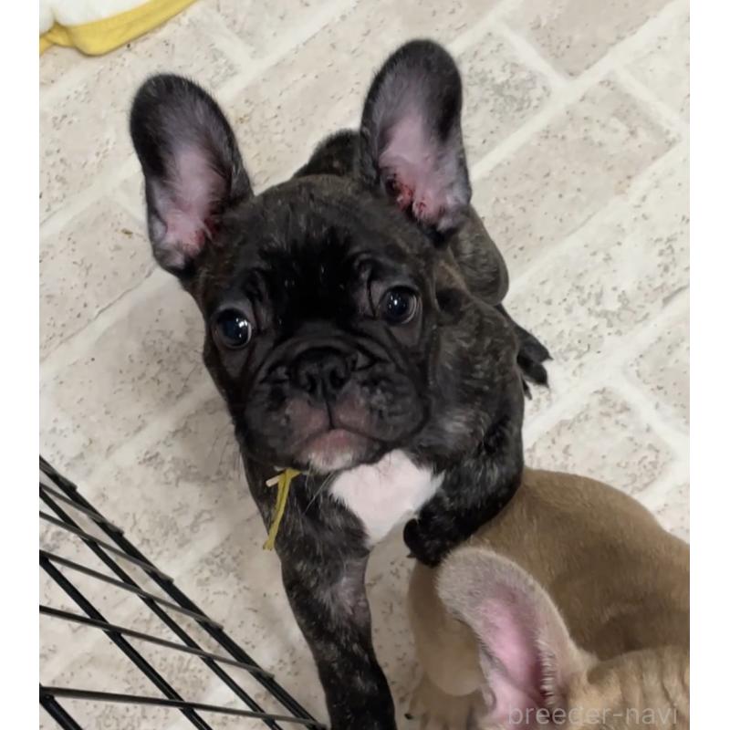 販売中の山口県のフレンチブルドッグ-413368の4枚目
