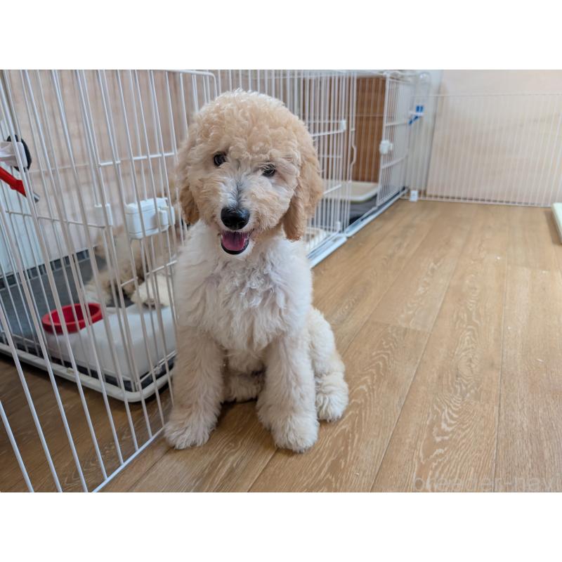 成約済の千葉県のミディアムプードル-397227の2枚目