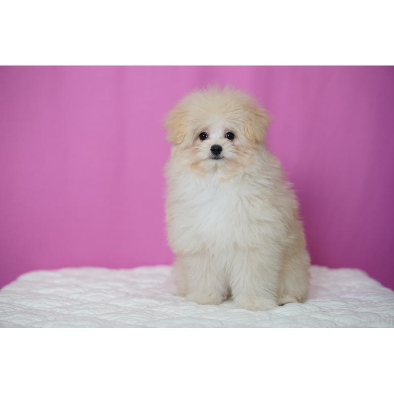 販売中の埼玉県のポメプー:ポメラニアン×トイプードル-407943の10枚目