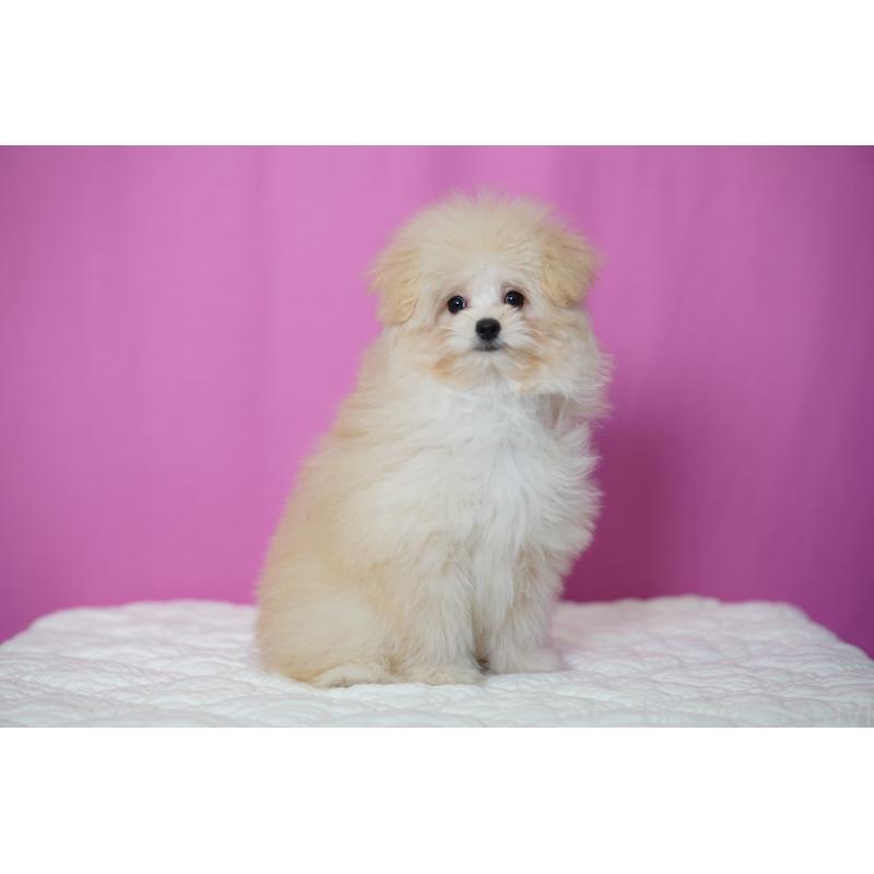 販売中の埼玉県のポメプー:ポメラニアン×トイプードル-407943の9枚目