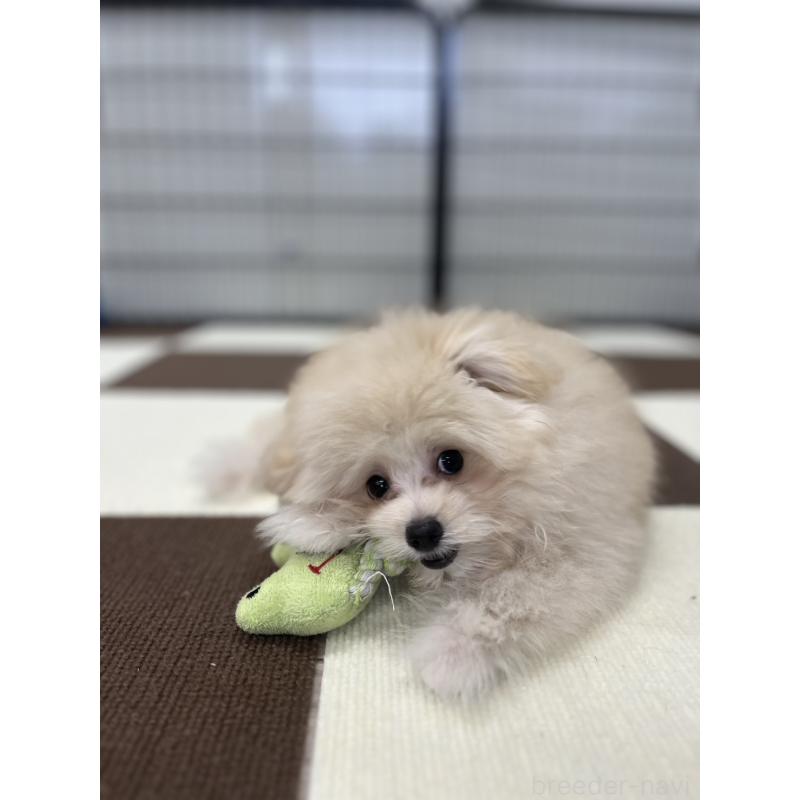 販売中の埼玉県のポメプー:ポメラニアン×トイプードル-407943の8枚目