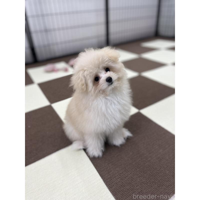 販売中の埼玉県のポメプー:ポメラニアン×トイプードル-407943の7枚目