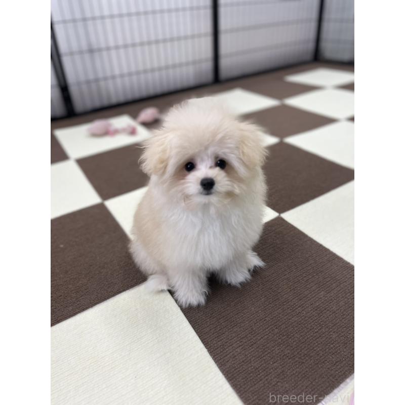 販売中の埼玉県のポメプー:ポメラニアン×トイプードル-407943の6枚目