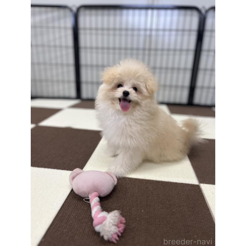 販売中の埼玉県のポメプー:ポメラニアン×トイプードル-407943の5枚目