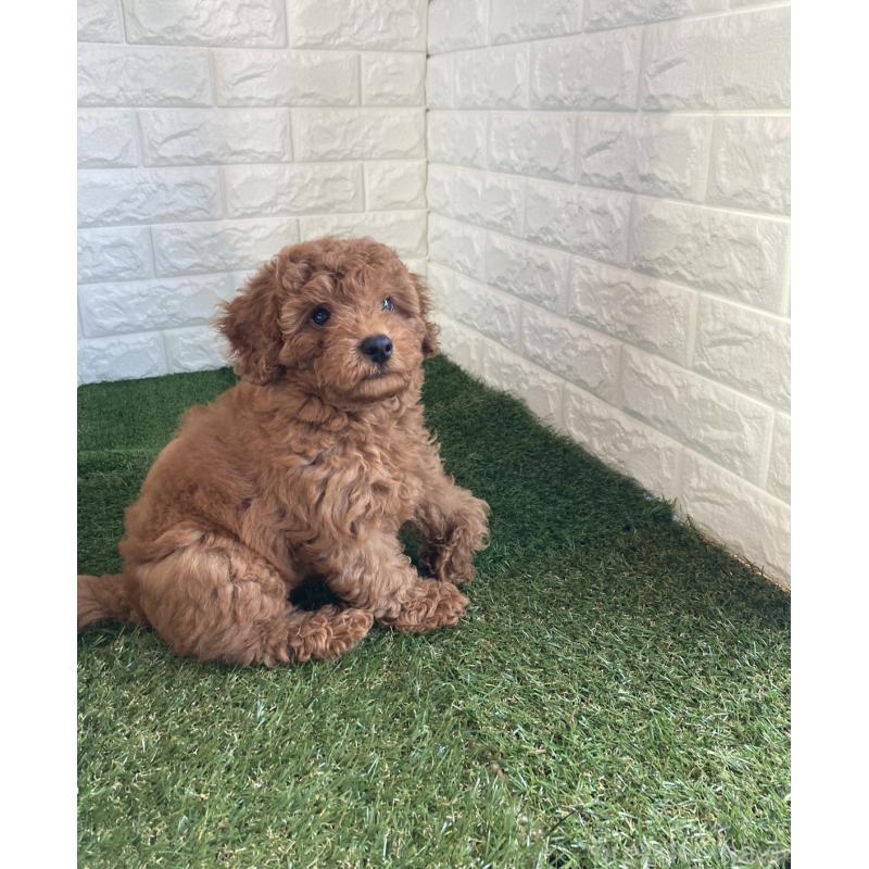 成約済の東京都のタイニープードル-412934の4枚目