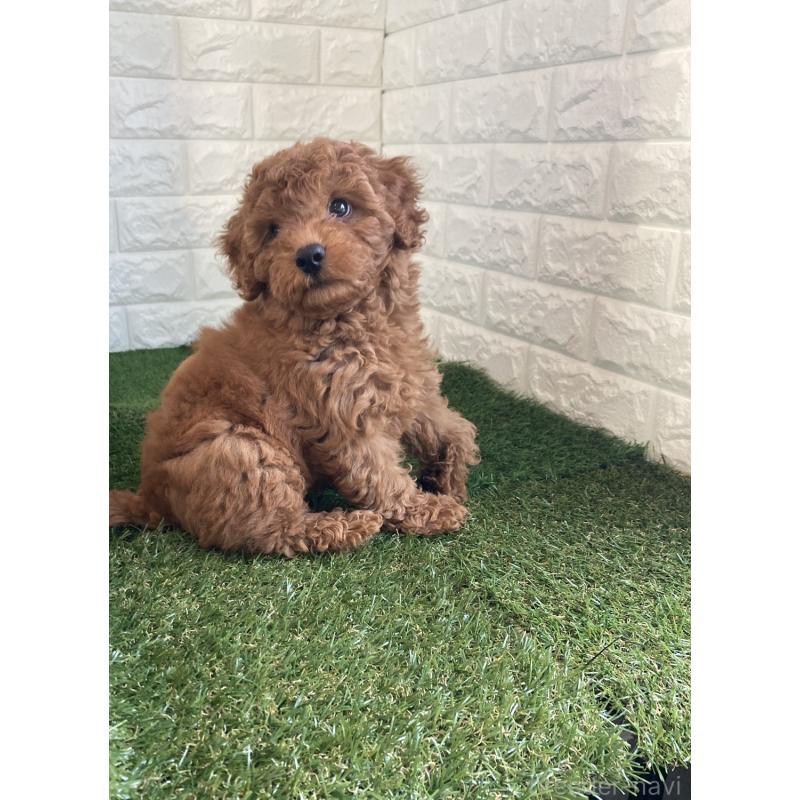 成約済の東京都のタイニープードル-412934の3枚目