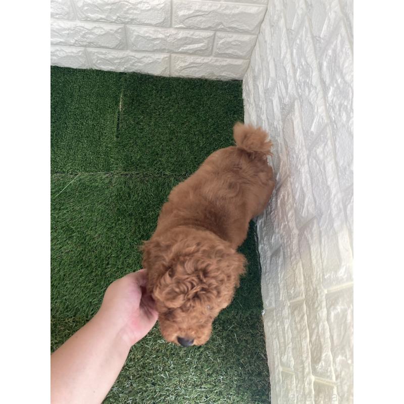 成約済の東京都のタイニープードル-412934の2枚目