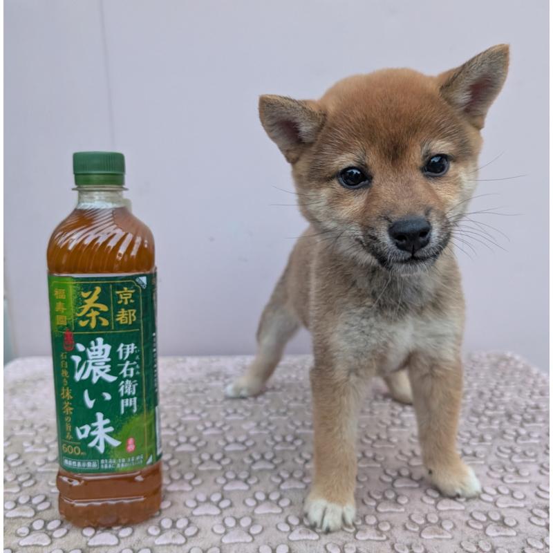 販売中の静岡県の豆柴-405503の1枚目