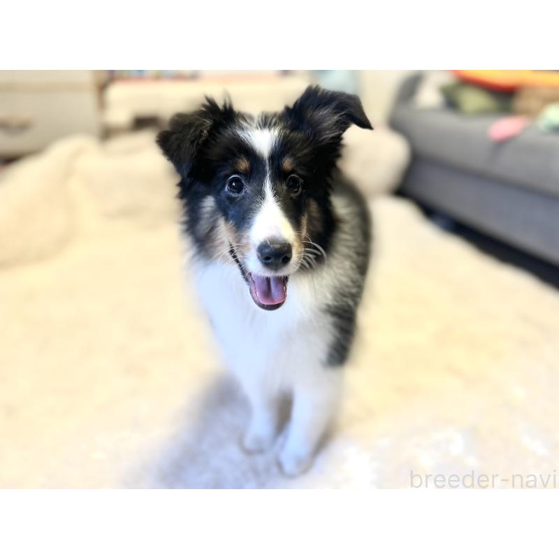 成約済の富山県のシェットランドシープドッグ(シェルティ)-402472の3枚目