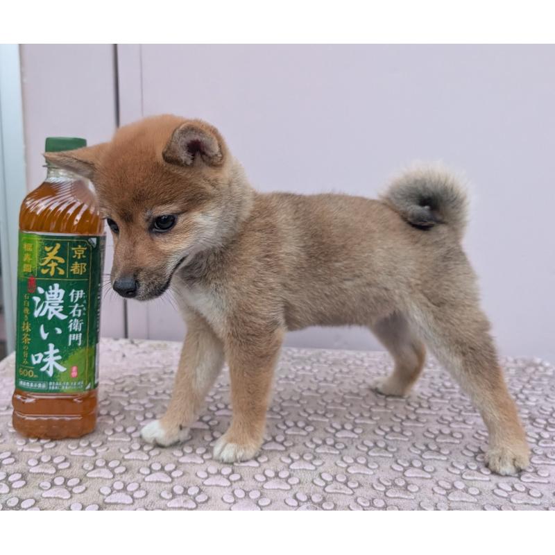 販売中の静岡県の豆柴-405503の2枚目
