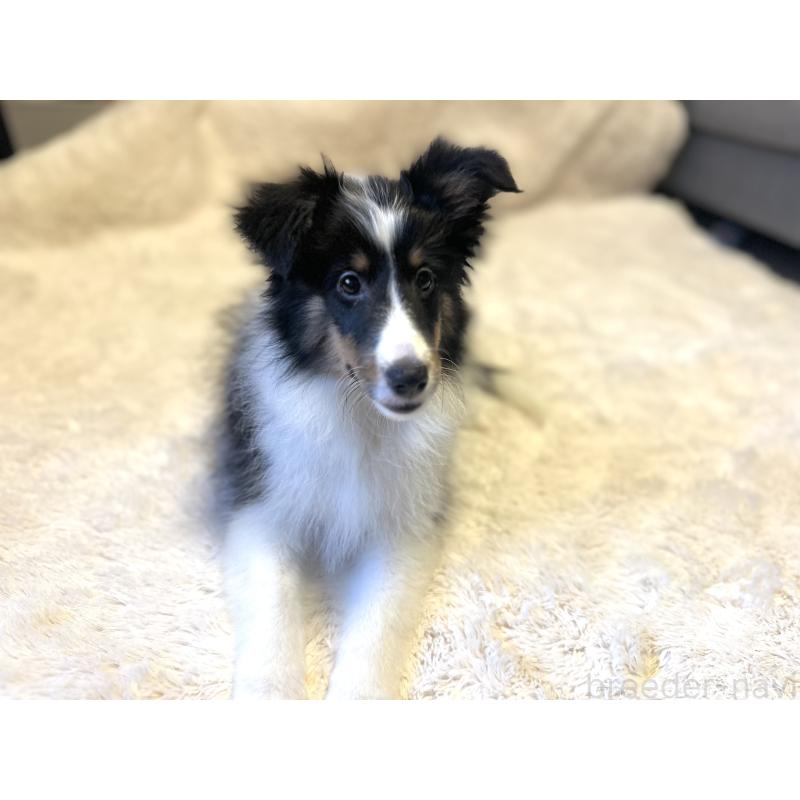 成約済の富山県のシェットランドシープドッグ(シェルティ)-402472の2枚目