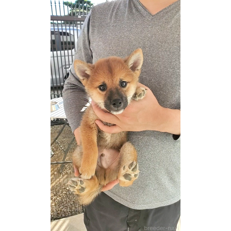 販売中の大阪府の柴犬-406783の2枚目