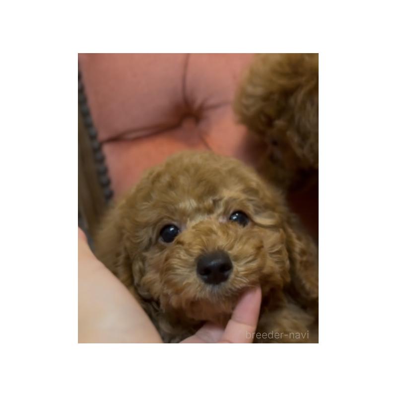 販売中の香川県のトイプードル-413165
