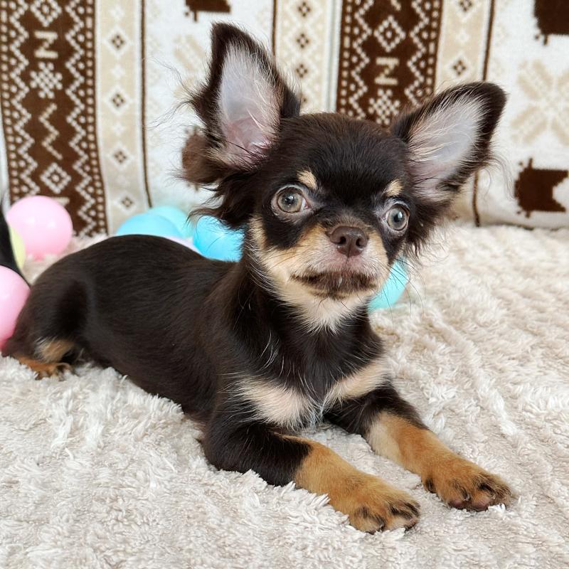 販売中の福岡県のチワワ(ロングコート)-403260の2枚目