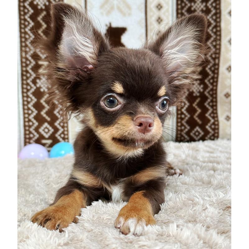 販売中の福岡県のチワワ(ロングコート)-403266の2枚目