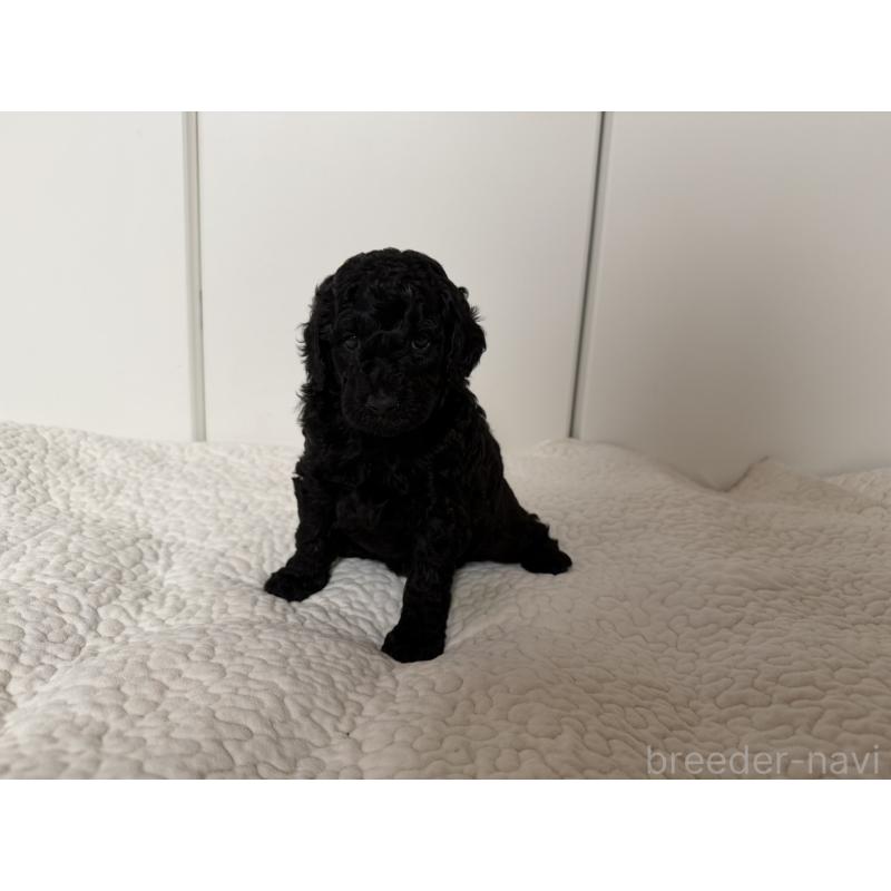 成約済の千葉県のミディアムプードル-416934の6枚目