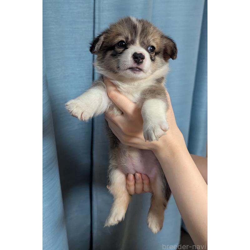 成約済の福岡県のウェルシュコーギーペンブローク-416940の5枚目