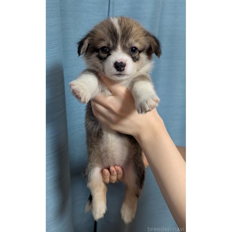 成約済の福岡県のウェルシュコーギーペンブローク-416940の1枚目