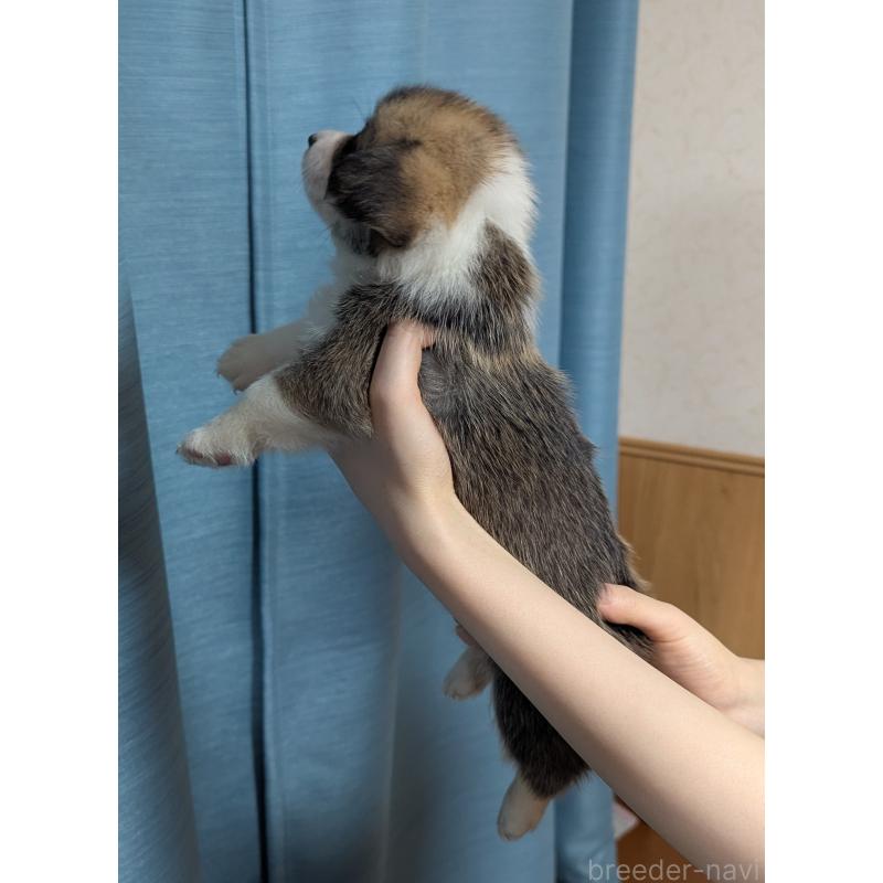 成約済の福岡県のウェルシュコーギーペンブローク-416940の4枚目