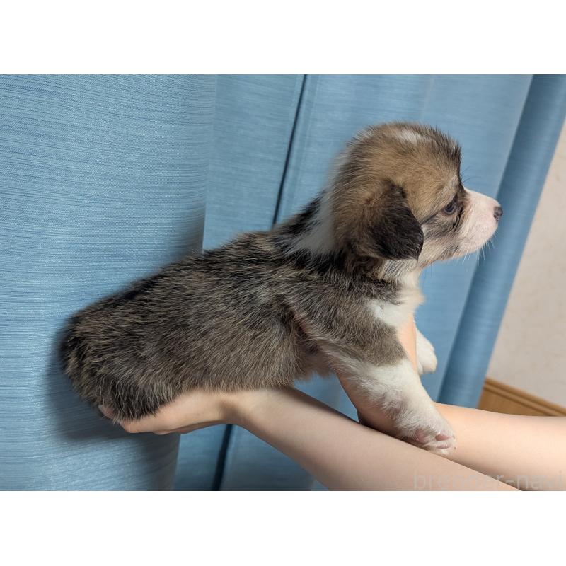 成約済の福岡県のウェルシュコーギーペンブローク-416940の3枚目