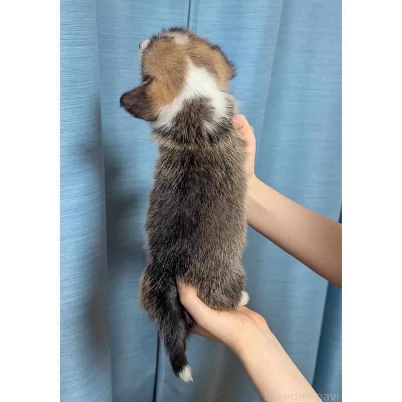 成約済の福岡県のウェルシュコーギーペンブローク-416940の2枚目