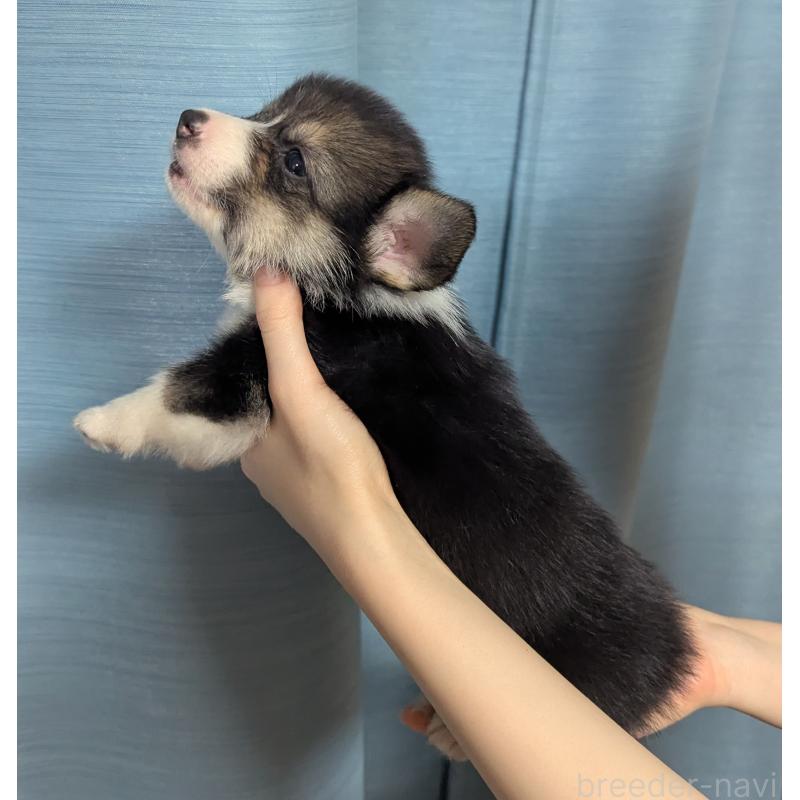 成約済の福岡県のウェルシュコーギーペンブローク-415452の5枚目