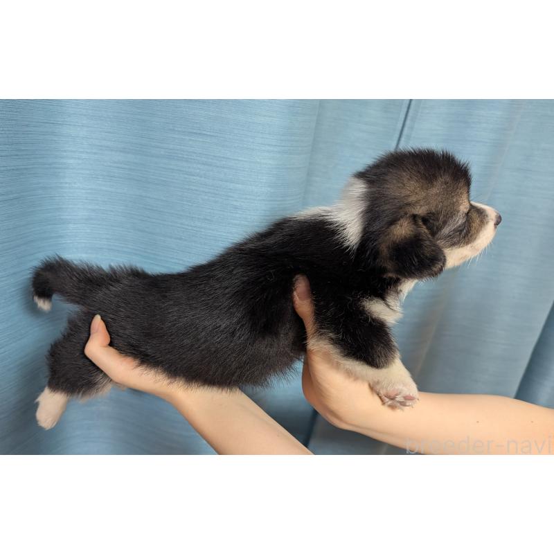 成約済の福岡県のウェルシュコーギーペンブローク-415452の4枚目