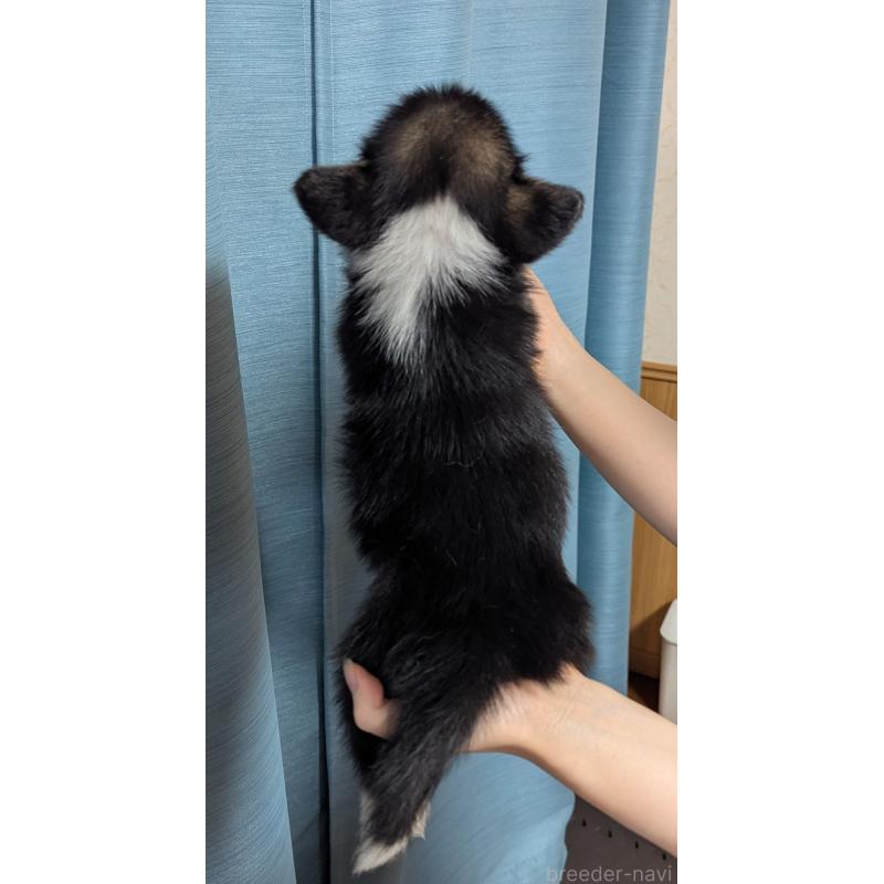 成約済の福岡県のウェルシュコーギーペンブローク-415452の3枚目