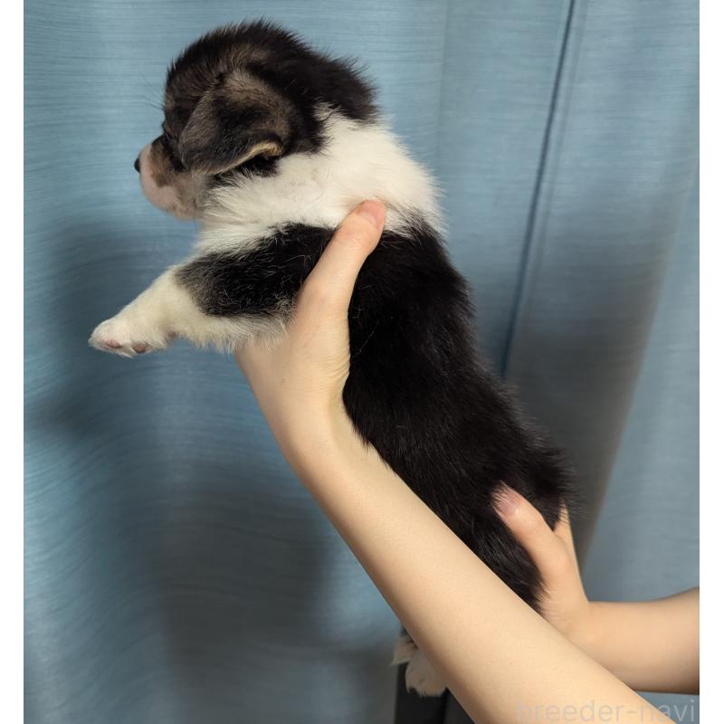 販売中の福岡県のウェルシュコーギーペンブローク-415450の5枚目