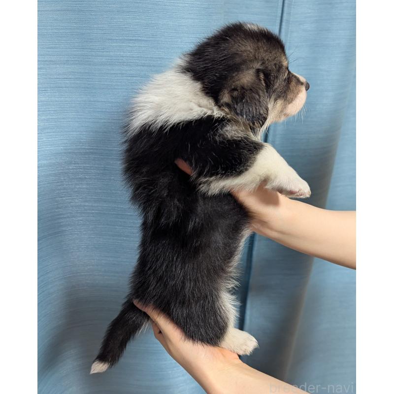 販売中の福岡県のウェルシュコーギーペンブローク-415450の4枚目