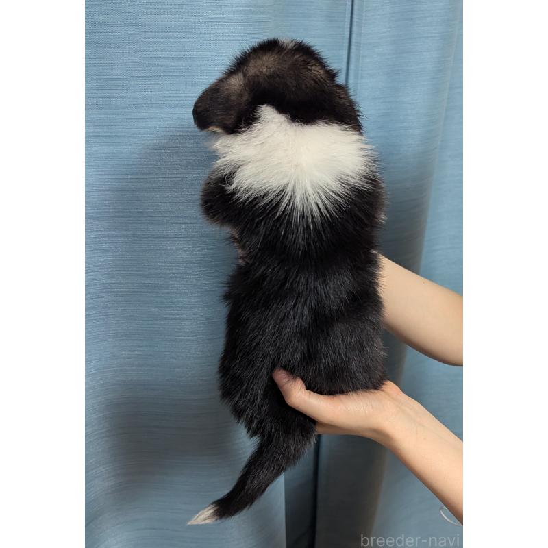 販売中の福岡県のウェルシュコーギーペンブローク-415450の3枚目