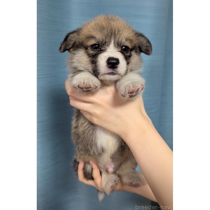 成約済の福岡県のウェルシュコーギーペンブローク-414883の1枚目