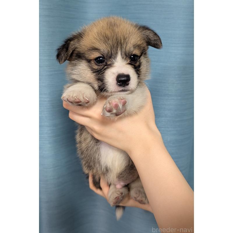 成約済の福岡県のウェルシュコーギーペンブローク-414883の5枚目