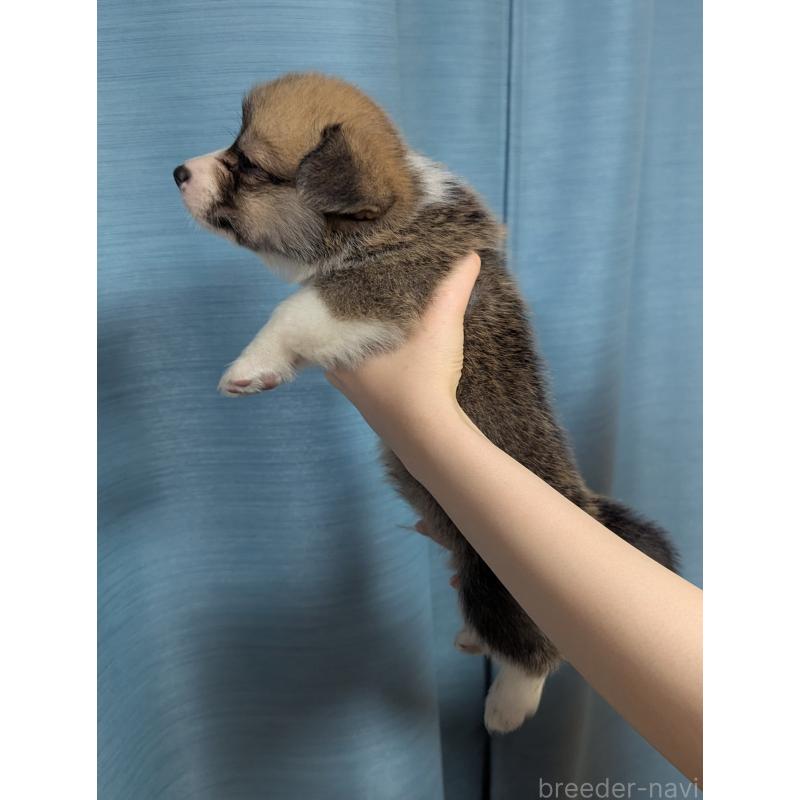 成約済の福岡県のウェルシュコーギーペンブローク-414883の4枚目